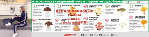 PSILOCYBIN Бородино