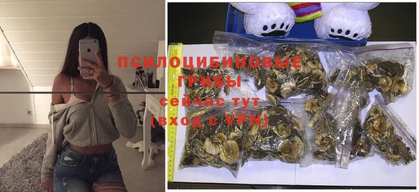 PSILOCYBIN Бородино